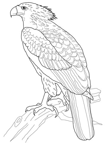 Philippine Eagle Coloring Page